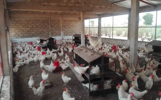 Terrain agricole de 1ha