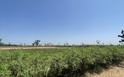 Terrain agricole de 4 ha à Thiénaba