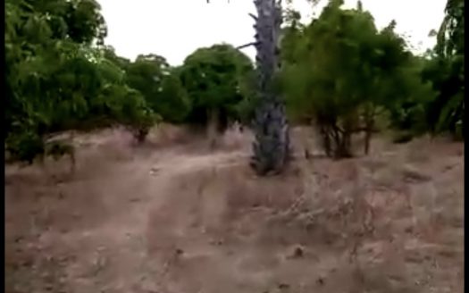 Terrain agricole de 2 ha à Ndoffane