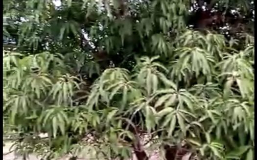 Terrain agricole de 2 ha à Ndoffane